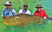 Three men with very large Goliath Grouper.