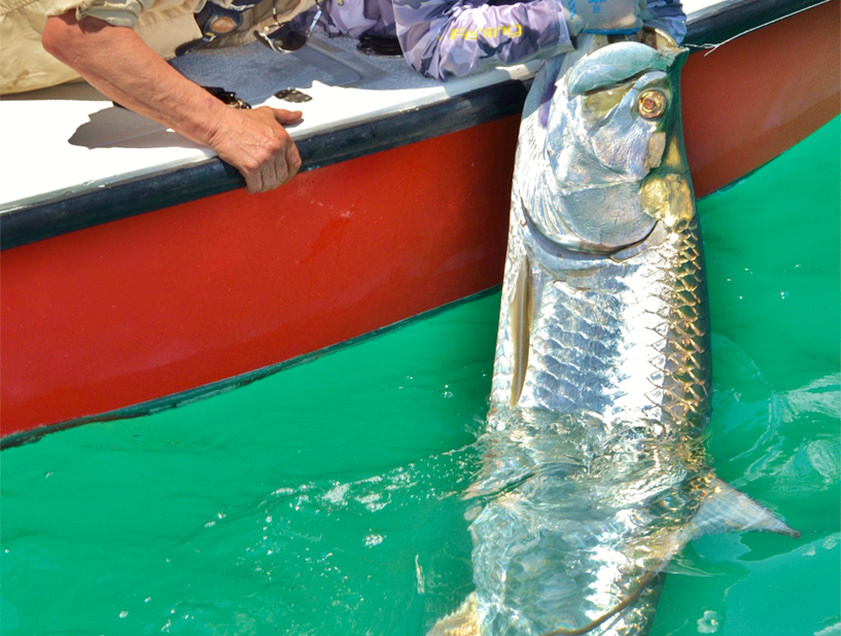 Boca Grande and Englewood tarpon fishing charter photos.