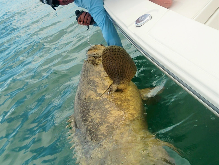 Boca Grande and Englewood goliath_grouper fishing charter photos.