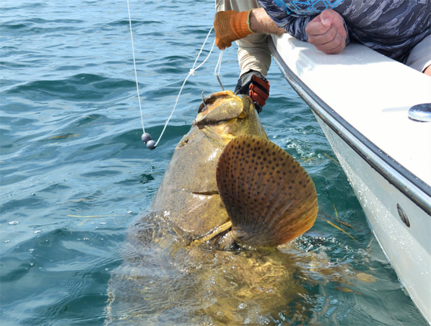 Boca Grande and Englewood goliath_grouper fishing charter photos.