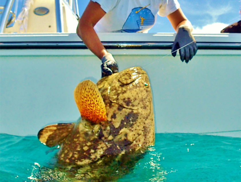 Boca Grande and Englewood nearshore fishing charter photos.