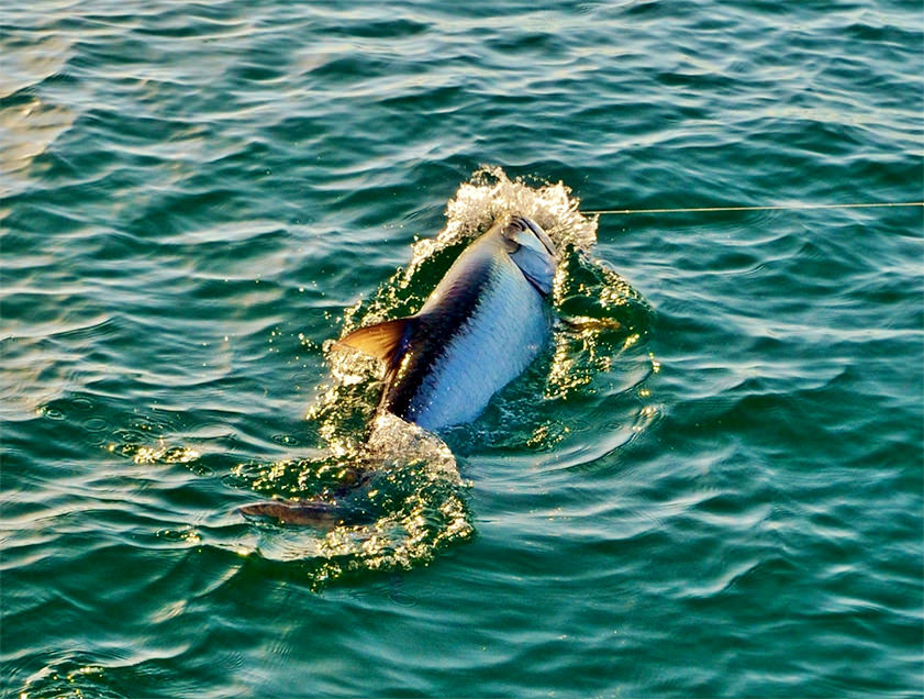 Boca Grande and Englewood tarpon fishing charter photos.