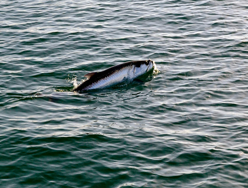 Boca Grande and Englewood tarpon fishing charter photos.