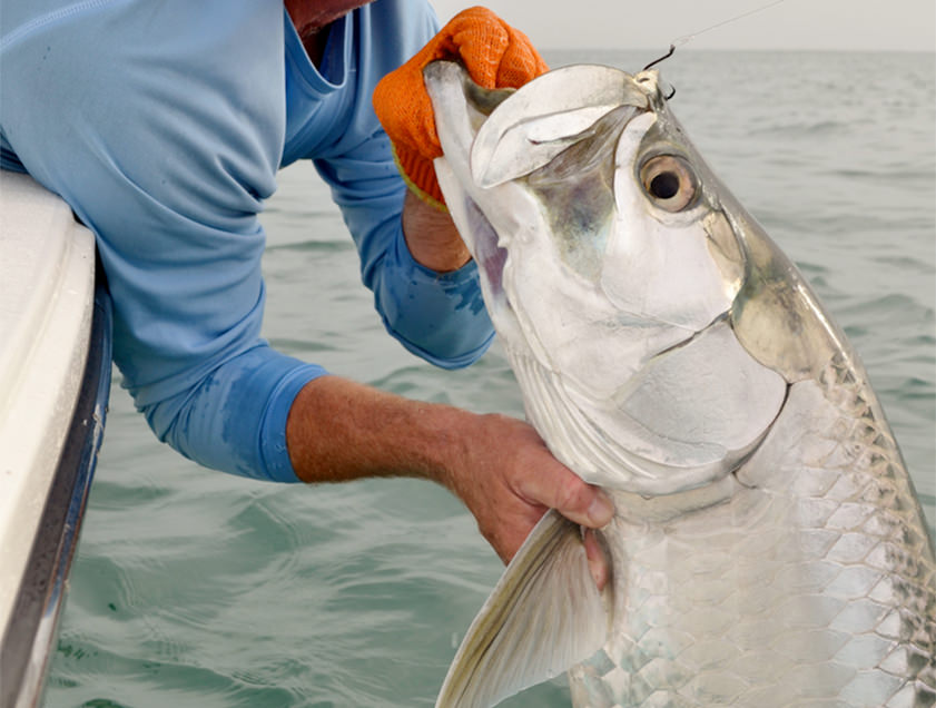 Boca Grande and Englewood tarpon fishing charter photos.