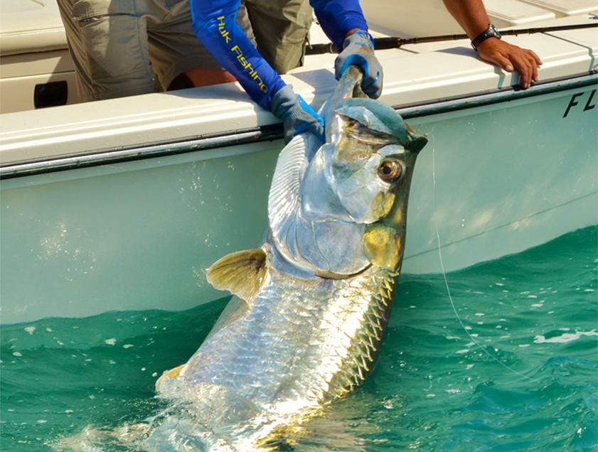 Boca Grande and Englewood tarpon fishing charter photos.