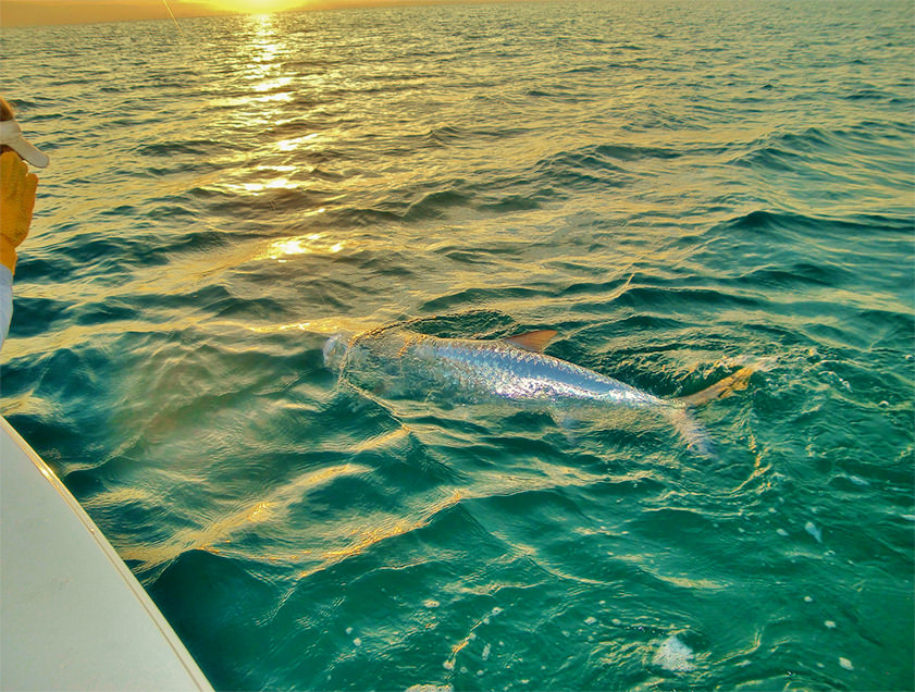 Boca Grande and Englewood tarpon fishing charter photos.