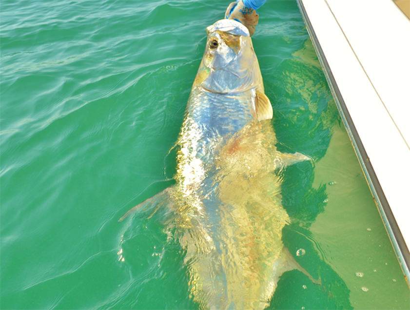 Boca Grande and Englewood tarpon fishing charter photos.