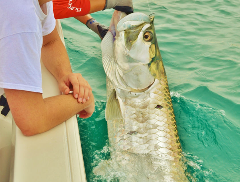 Boca Grande and Englewood tarpon fishing charter photos.