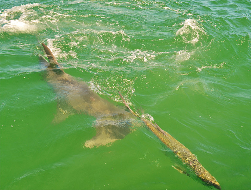 Boca Grande and Englewood tarpon fishing charter photos.