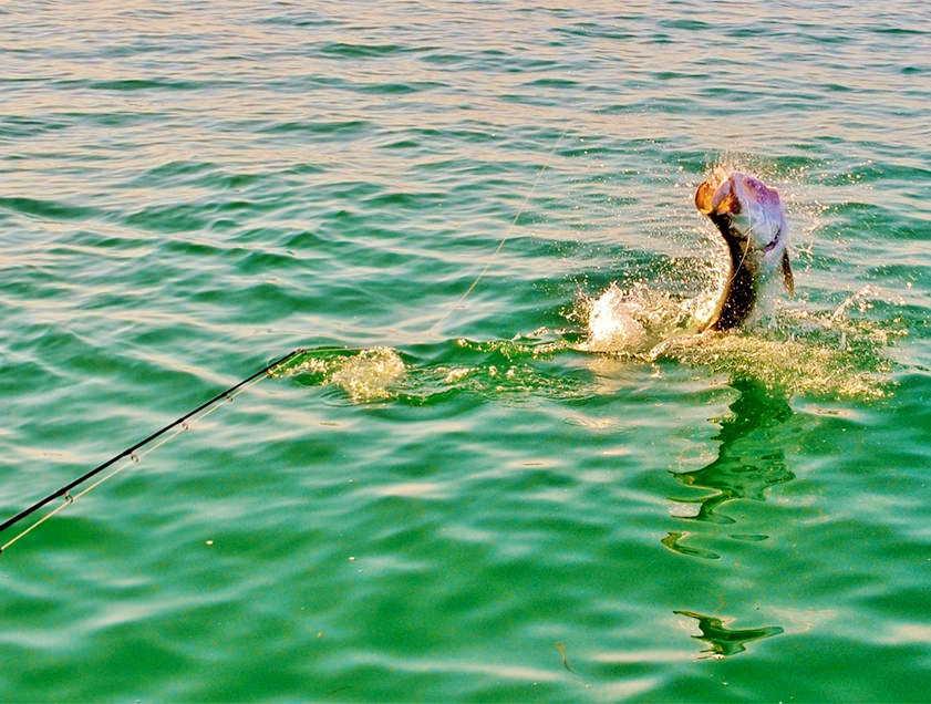 Boca Grande and Englewood tarpon fishing charter photos.