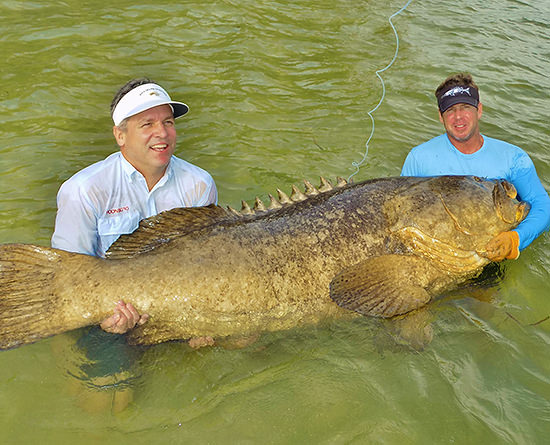 Giant Goliath Grouper caught around Boca Grande, Englewood and Pine Island Sound on a charter fishing trip.